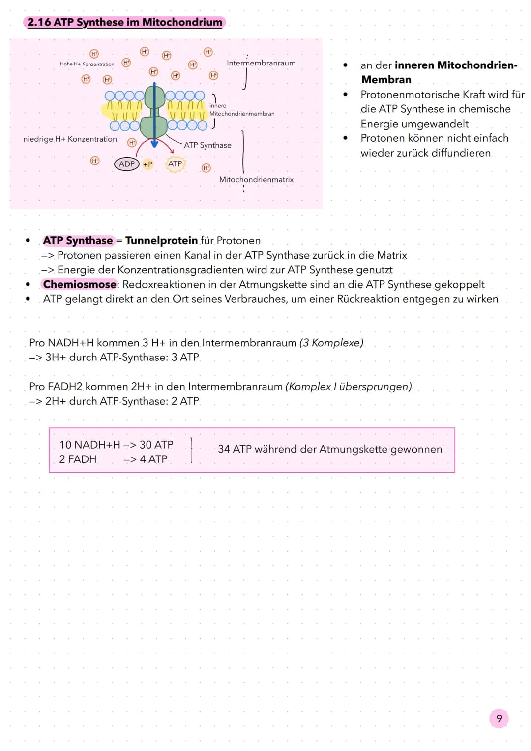 Stoffwechsel 2.8 Bereitstellung von Energie aus Glucose
Bei Bewegung erhöht sich der Energiebedarf des menschlichen Körpers, da mehr Muskeln