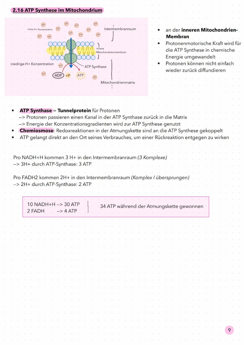 Stoffwechsel 2.8 Bereitstellung von Energie aus Glucose
Bei Bewegung erhöht sich der Energiebedarf des menschlichen Körpers, da mehr Muskeln