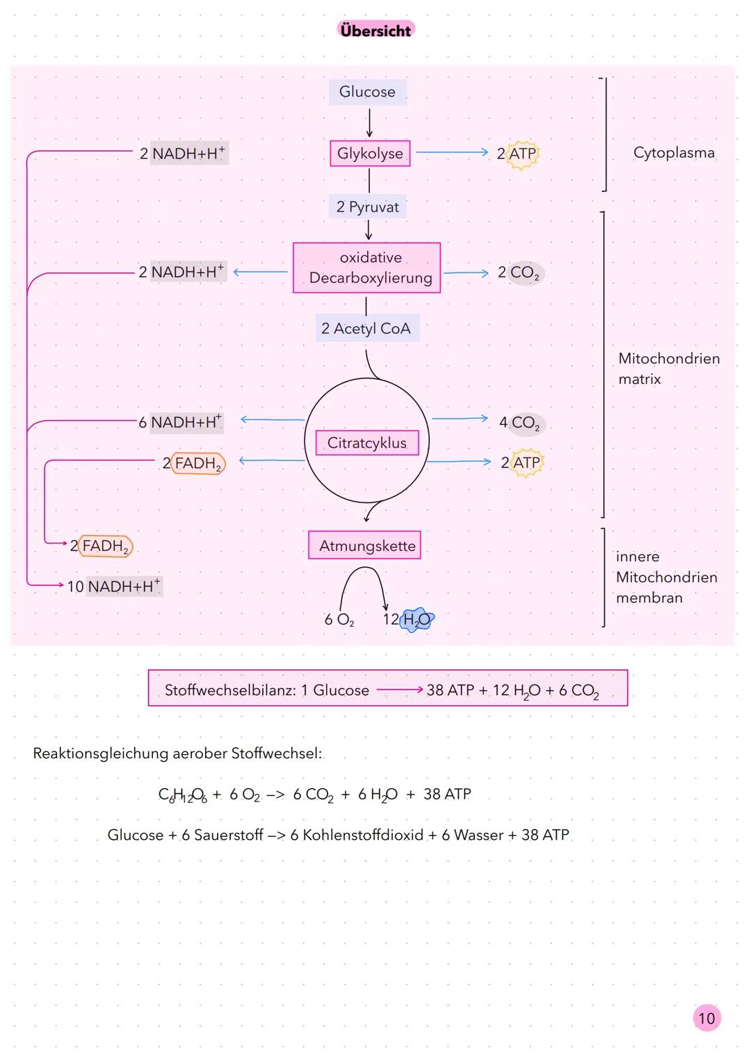 Stoffwechsel 2.8 Bereitstellung von Energie aus Glucose
Bei Bewegung erhöht sich der Energiebedarf des menschlichen Körpers, da mehr Muskeln