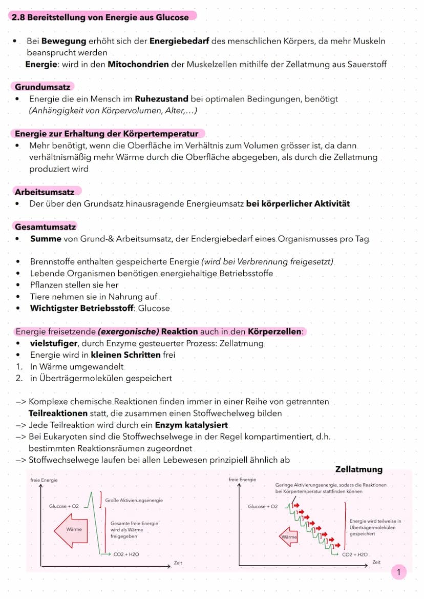 Stoffwechsel 2.8 Bereitstellung von Energie aus Glucose
Bei Bewegung erhöht sich der Energiebedarf des menschlichen Körpers, da mehr Muskeln