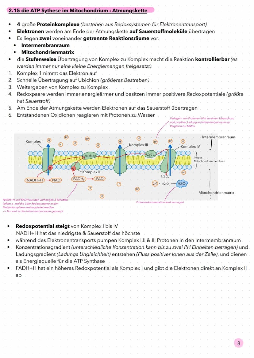 Stoffwechsel 2.8 Bereitstellung von Energie aus Glucose
Bei Bewegung erhöht sich der Energiebedarf des menschlichen Körpers, da mehr Muskeln