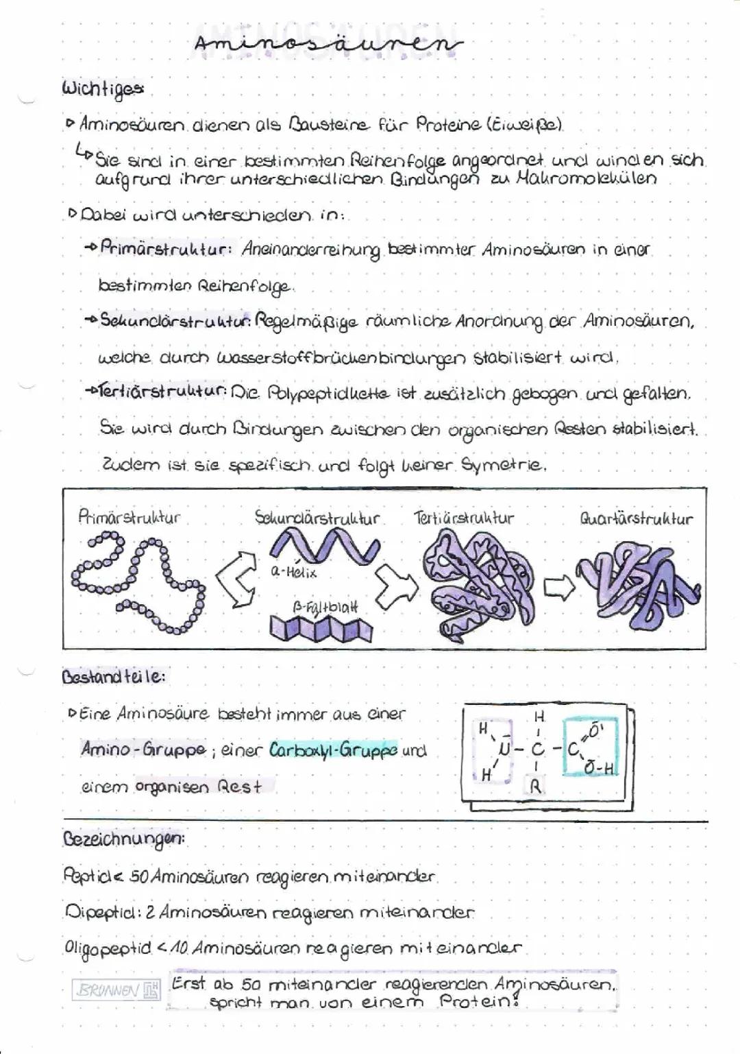 Aminosäuren: Aufbau, Strukturformel und Essentielle Aminosäuren