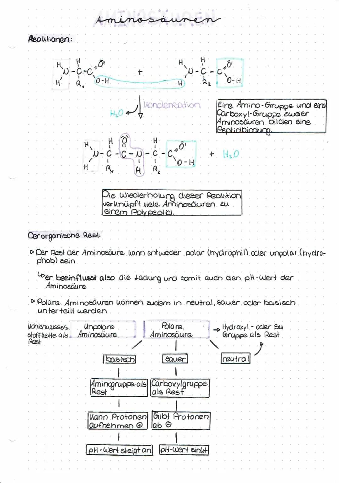 Aminosäuren
Wichtiges
▸ Aminosäuren dienen als Bausteine für Proteine (Eiweiße).
Sie sind in einer bestimmten Reihenfolge angeordnet und win