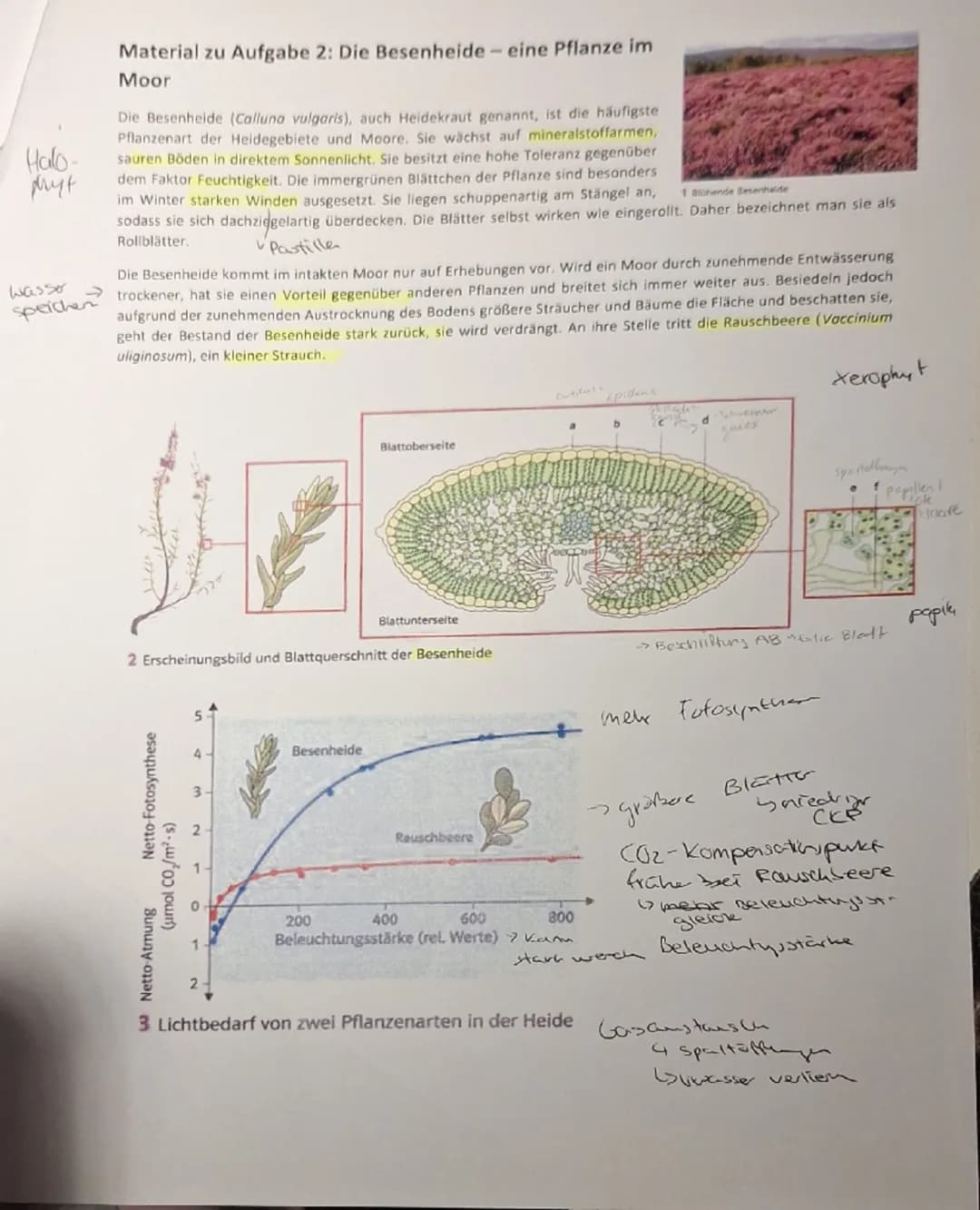 1. Aufgabe Sonnenbrand bei Seetang?
BE
✓
1.1
Beschreiben Sie anhand von M1 die wesentlichen Vorgänge der Lichtreaktion und
erläutern Sie den