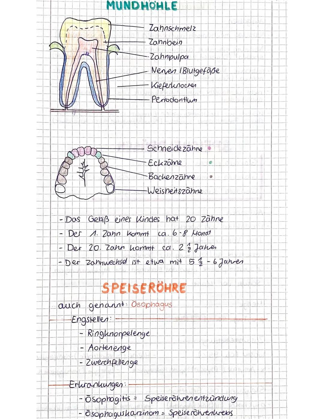 Aufgaben
- Nahrung mechanisch aufbereiten (aufnahme, zerkleinern)
Nahrung chemisch aufzuarbeiten und enzymatisch zu
Spalten (Digestion, z. B