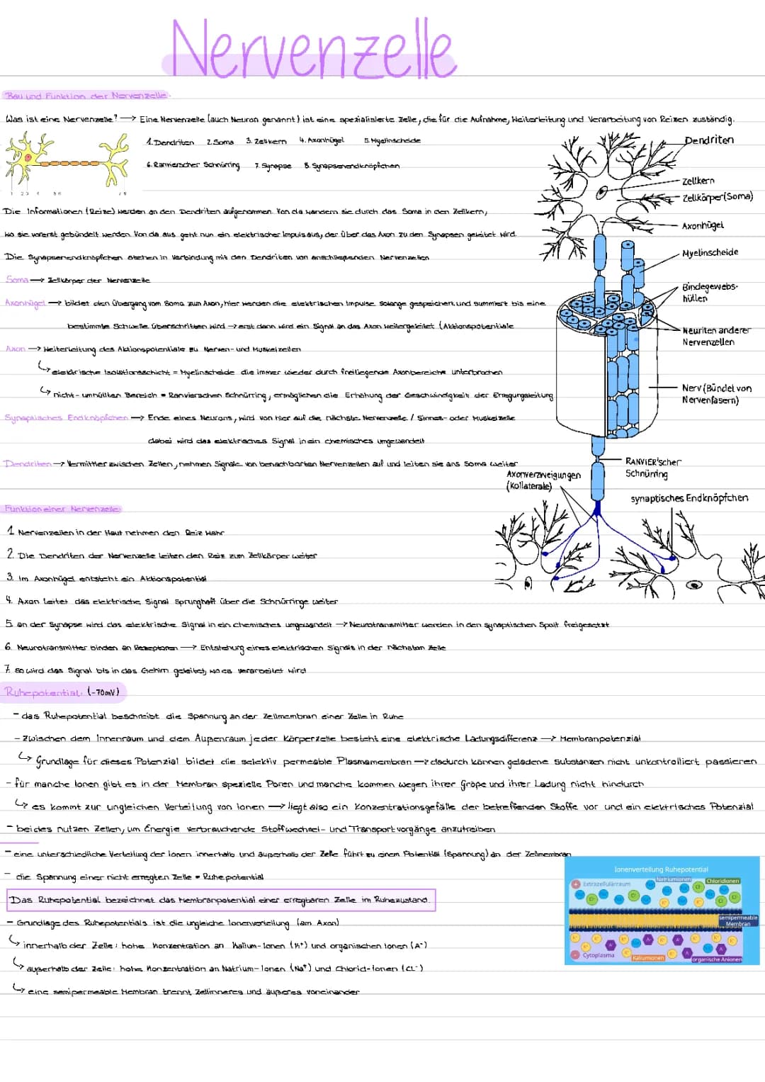 neurobiologie 
