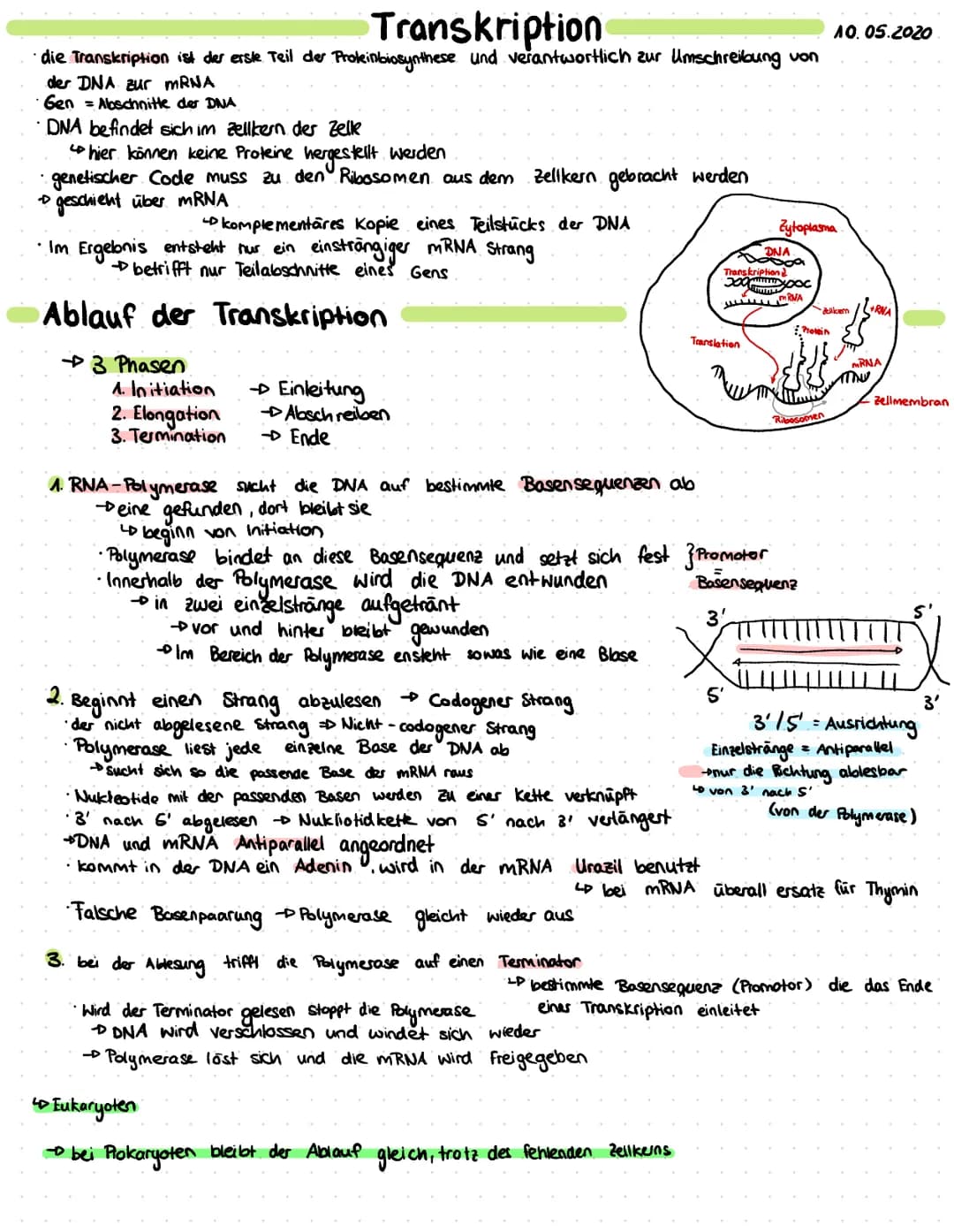 Transkription
•die Transkription ist der erste Teil der Prokinbiosynthese und verantwortlich zur Umschreibung von
der DNA zur mRNA
· Gen = A