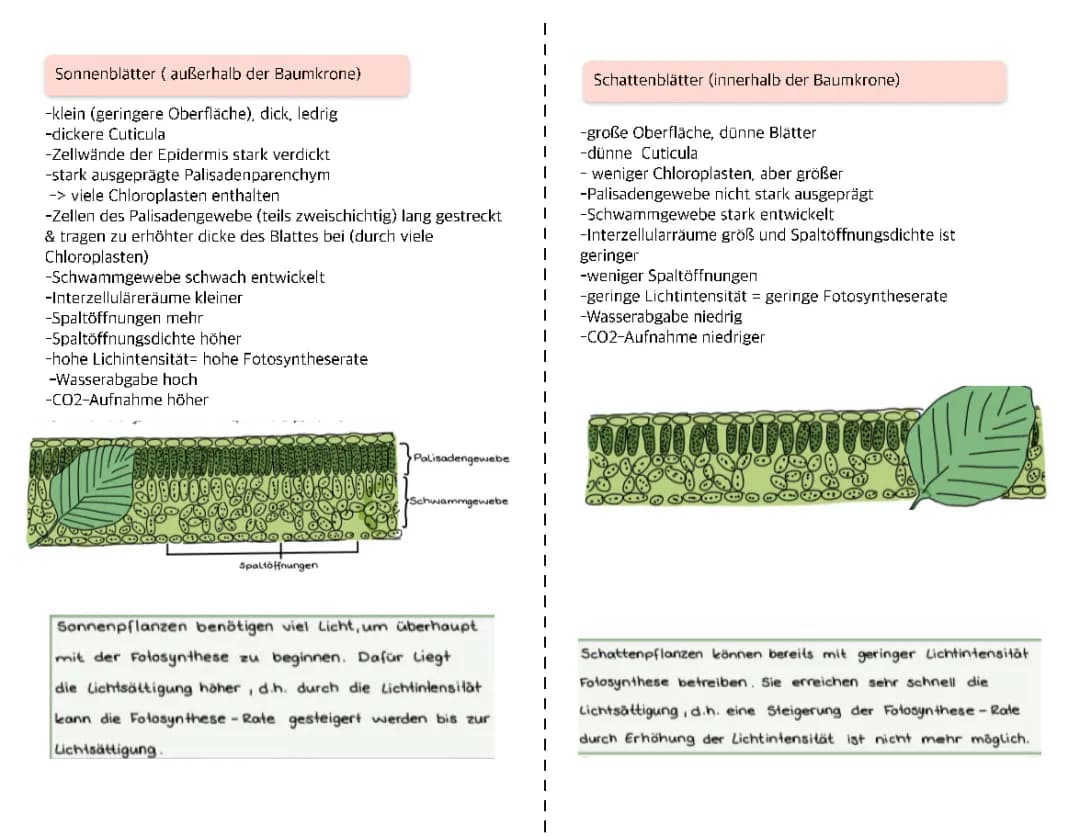 Sonnenblätter und Schattenblätter 