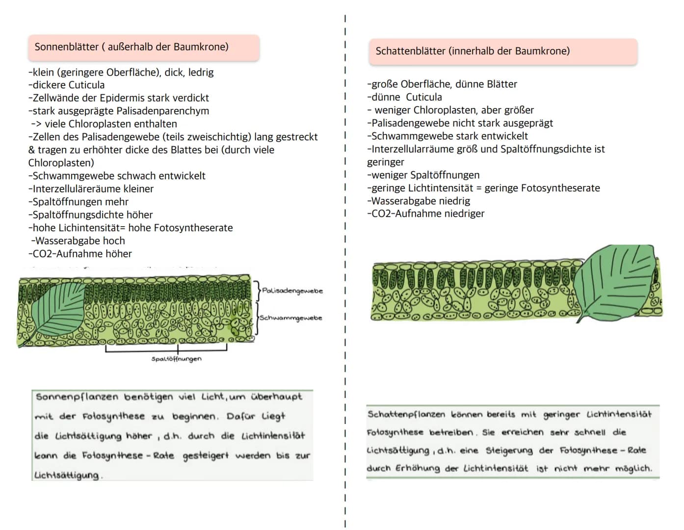 Sonnenblätter (außerhalb der Baumkrone)
-klein (geringere Oberfläche), dick, ledrig
-dickere Cuticula
-Zellwände der Epidermis stark verdick