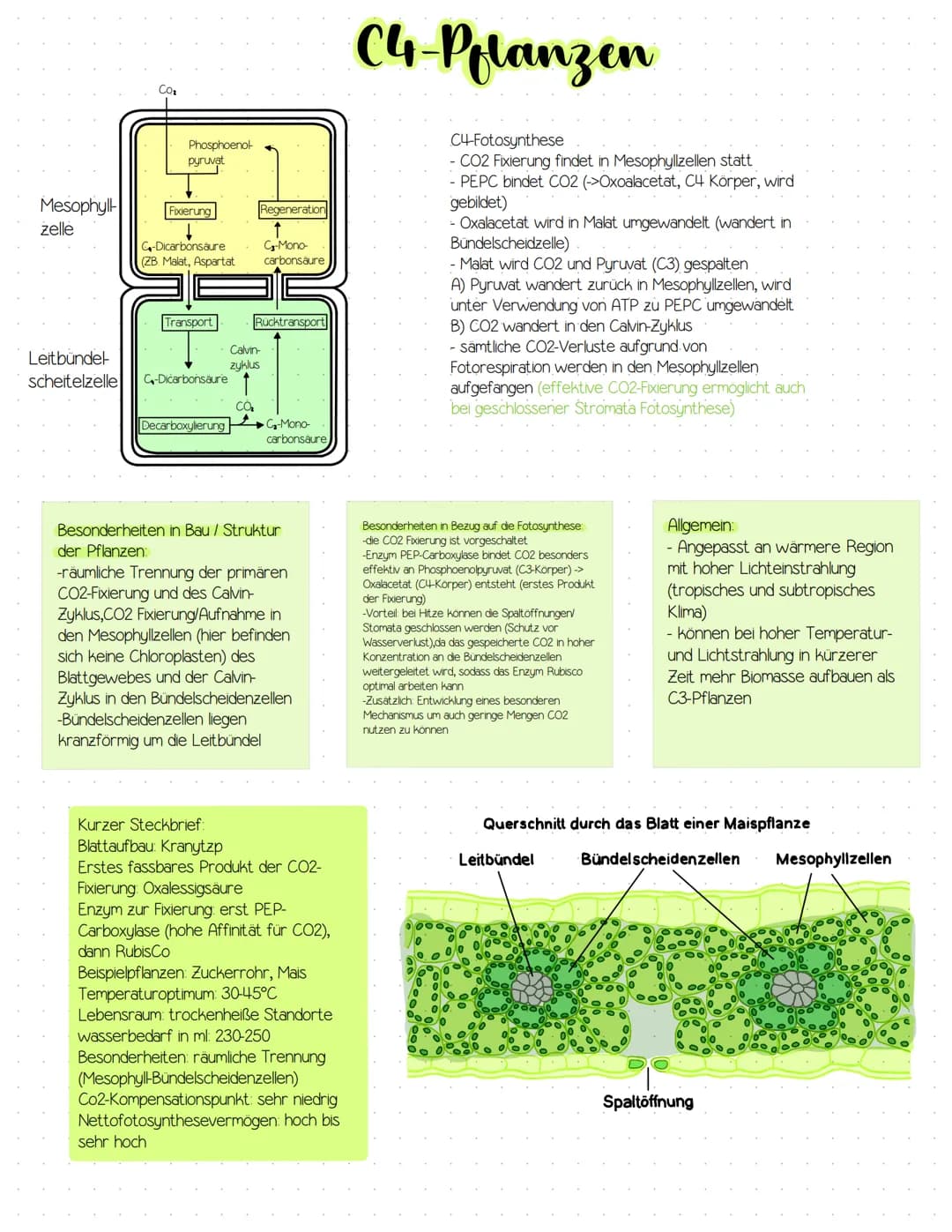 Mesophyll
zelle
CO₂
Phosphoenol
pyruvat
Fixierung
↓
G-Dicarbonsäure
(ZB. Malat, Aspartat
Transport
Leitbündel
scheitelzelle C-Dicarbonsäure

