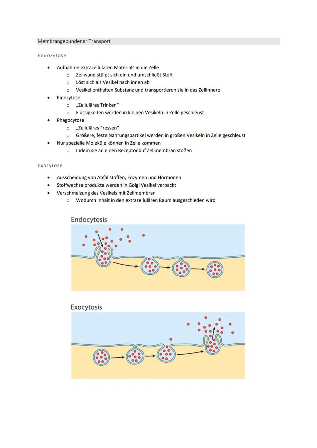 Zellbiologie
Struktur und Funktion von Zellen
Organisationsstufen
●
●
●
●
Organismus => Mensch, Tier, Pflanze
O Lebewesen, dass sich aus meh