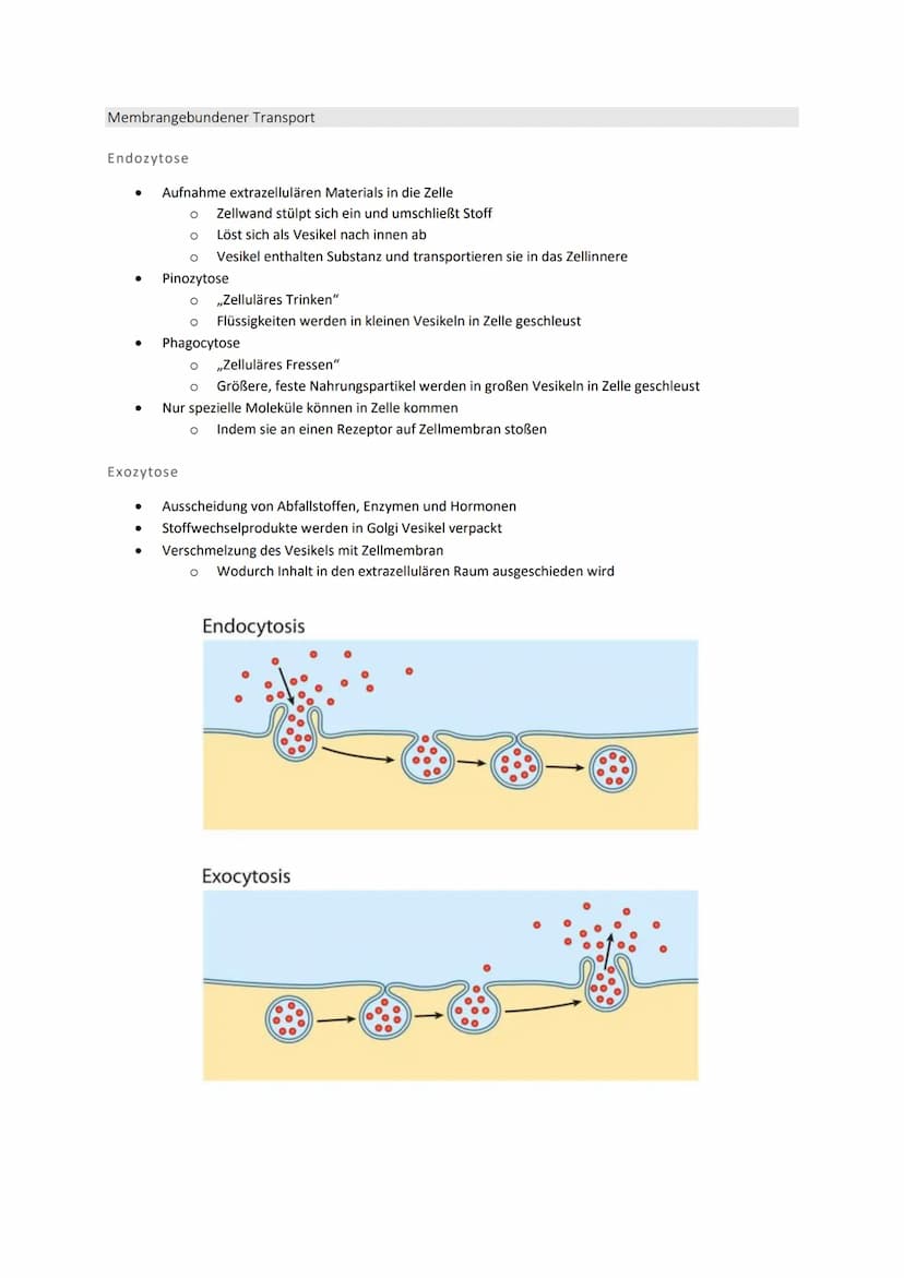 Zellbiologie
Struktur und Funktion von Zellen
Organisationsstufen
●
●
●
●
Organismus => Mensch, Tier, Pflanze
O Lebewesen, dass sich aus meh