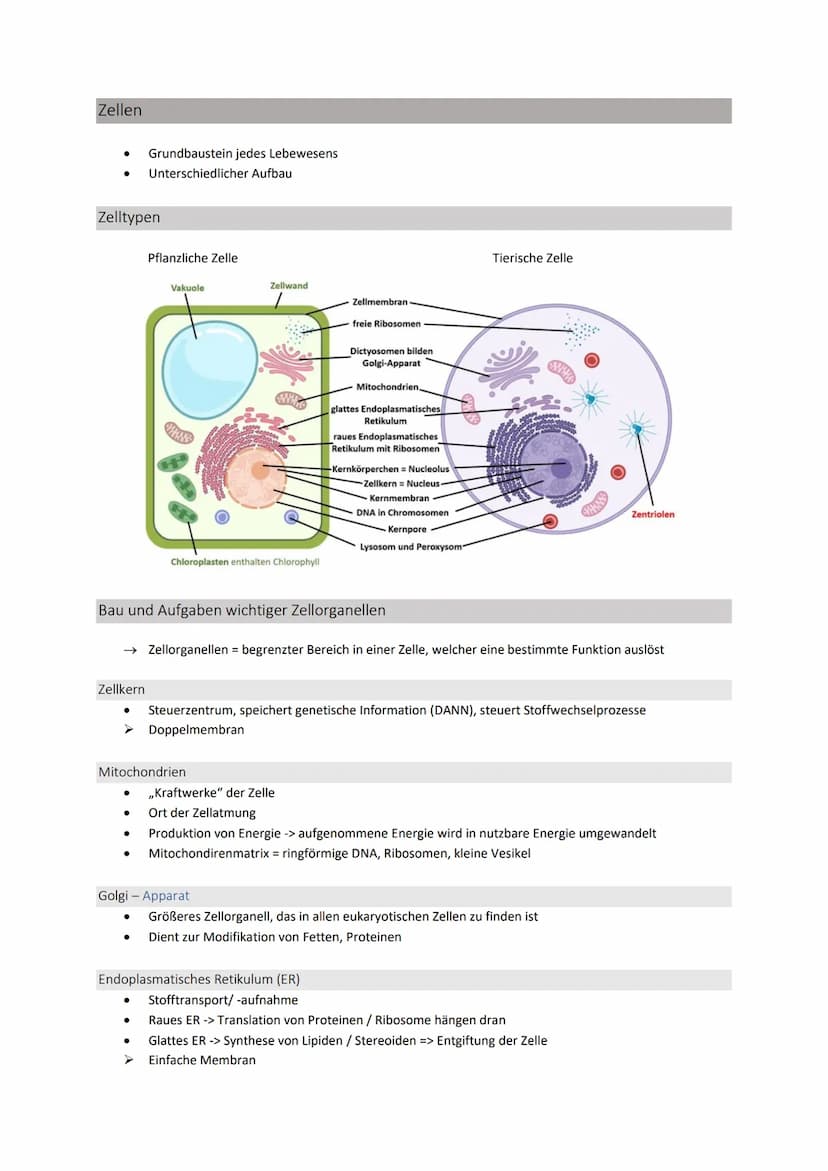 Zellbiologie
Struktur und Funktion von Zellen
Organisationsstufen
●
●
●
●
Organismus => Mensch, Tier, Pflanze
O Lebewesen, dass sich aus meh