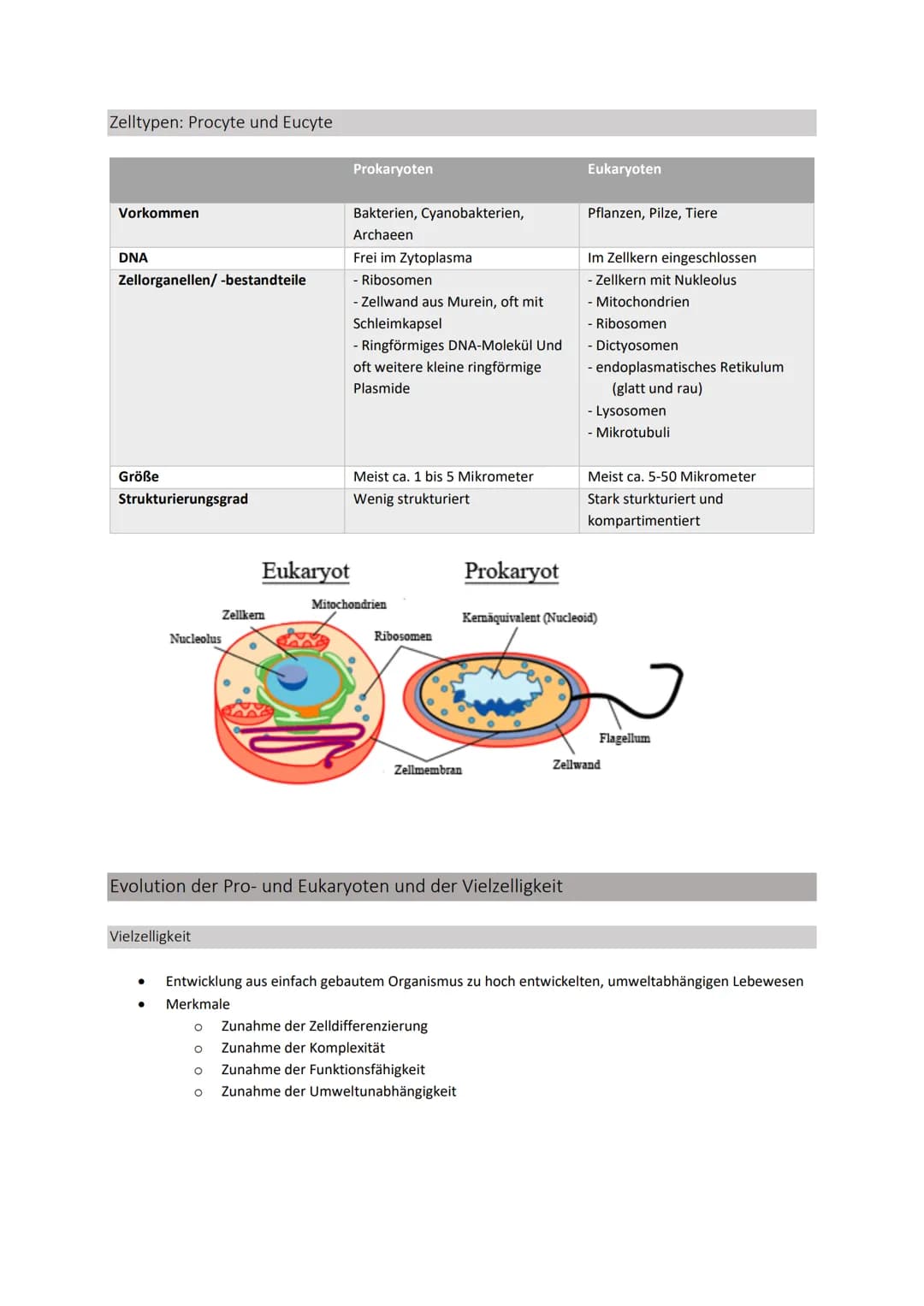 Zellbiologie
Struktur und Funktion von Zellen
Organisationsstufen
●
●
●
●
Organismus => Mensch, Tier, Pflanze
O Lebewesen, dass sich aus meh