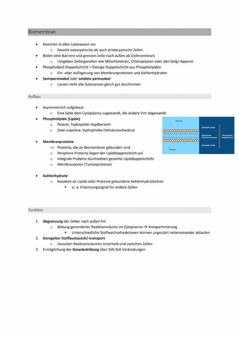 Zellbiologie
Struktur und Funktion von Zellen
Organisationsstufen
●
●
●
●
Organismus => Mensch, Tier, Pflanze
O Lebewesen, dass sich aus meh