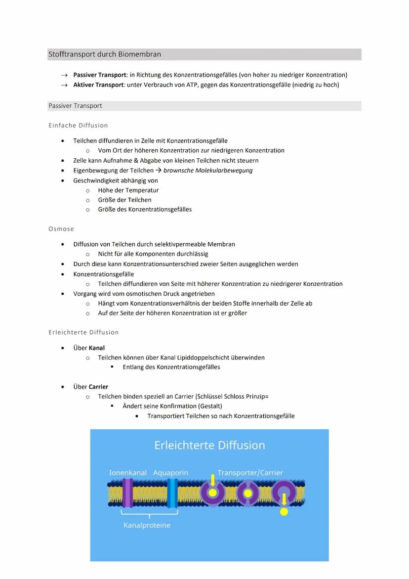 Zellbiologie
Struktur und Funktion von Zellen
Organisationsstufen
●
●
●
●
Organismus => Mensch, Tier, Pflanze
O Lebewesen, dass sich aus meh
