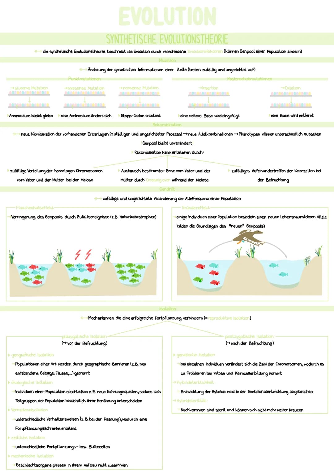 SYNTHETISCHE EVOLUTIONSTHEORIE
>>> die synthetische Evolutionstheorie beschreibt die Evolution durch verschiedene Evolutionsfaktoren (können
