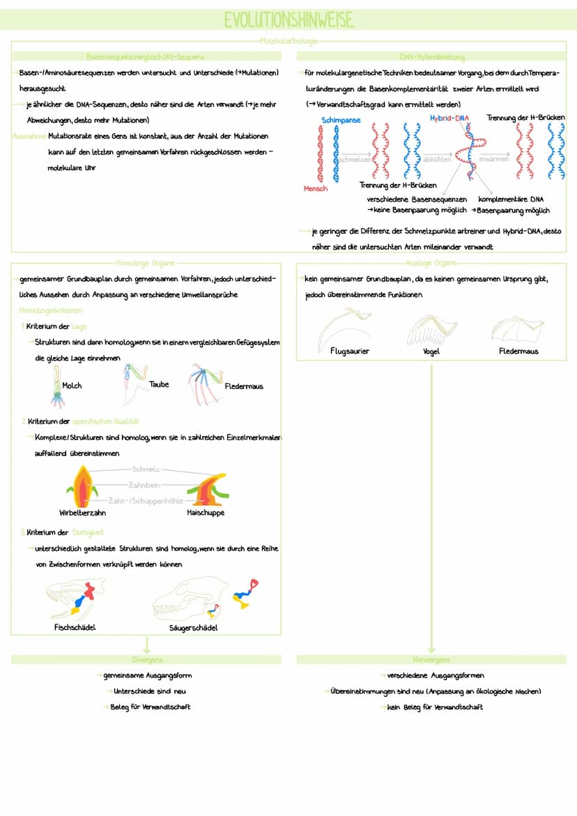 SYNTHETISCHE EVOLUTIONSTHEORIE
>>> die synthetische Evolutionstheorie beschreibt die Evolution durch verschiedene Evolutionsfaktoren (können