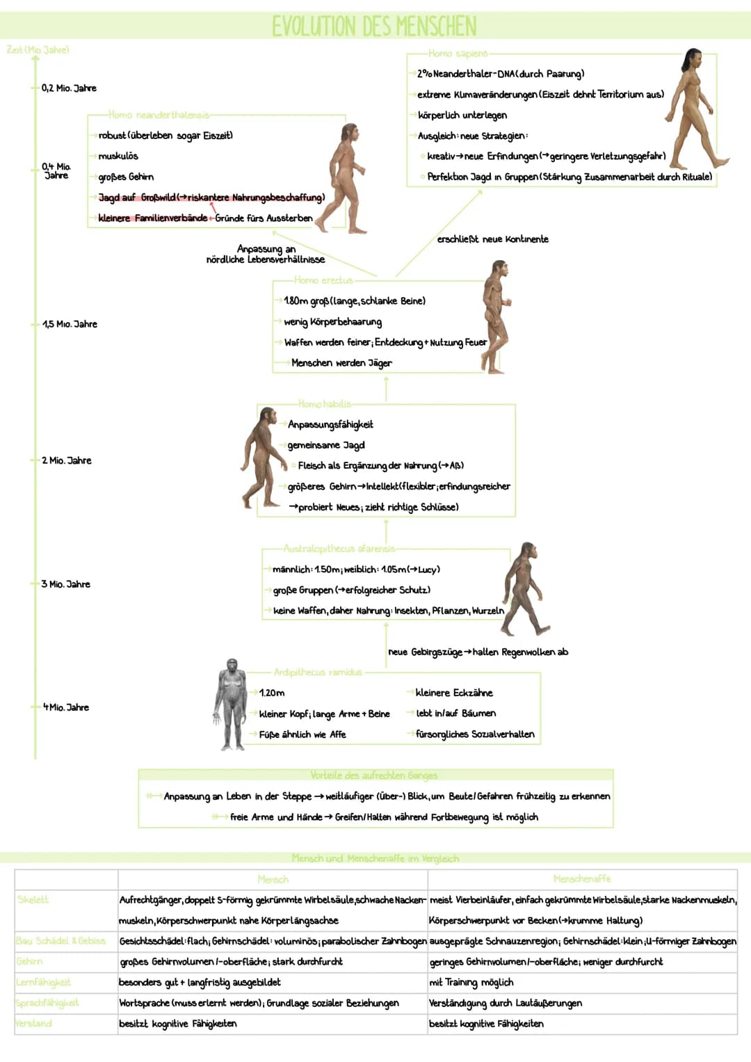 SYNTHETISCHE EVOLUTIONSTHEORIE
>>> die synthetische Evolutionstheorie beschreibt die Evolution durch verschiedene Evolutionsfaktoren (können