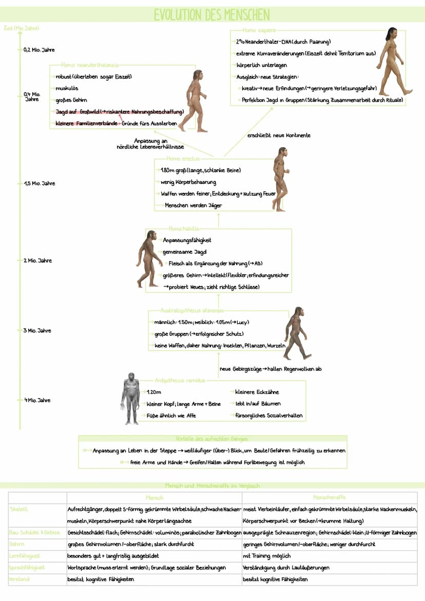 SYNTHETISCHE EVOLUTIONSTHEORIE
>>> die synthetische Evolutionstheorie beschreibt die Evolution durch verschiedene Evolutionsfaktoren (können