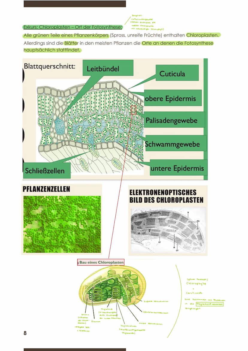  BIOLOGIE
Marie Ontl;
9.November 2020
1.Kurzarbeit
2) Energiebindung und Stoffaufbau durch Fotosynthese
2.1 Grundbegriffe zum Stoffwechsel
D