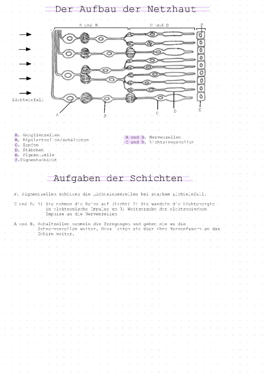 Der Aufbau der Netzhaut 