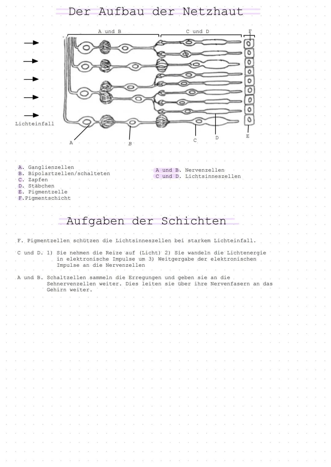 Lichteinfall
Der Aufbau der Netzhaut
A. Ganglienzellen
B. Bipolartzellen/schalteten
C. Zapfen
D. Stäbchen
E. Pigmentzelle
F.Pigmentschicht
A
