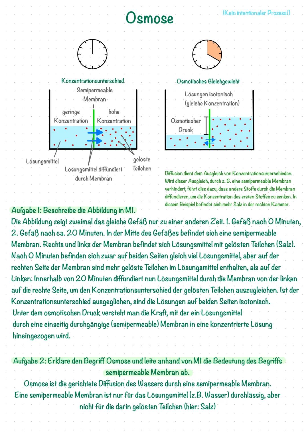 Konzentrationsunterschied.
Semipermeable
Membran
Lösungsmittel
Osmose
geringe
hohe
Konzentration Konzentration
gelöste
Lösungsmittel diffund