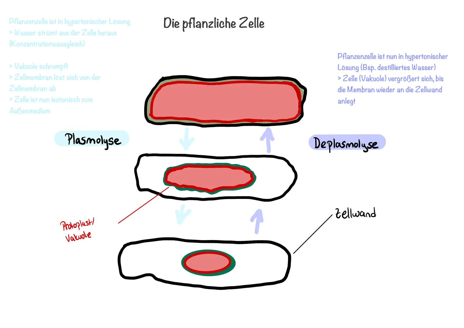 Konzentrationsunterschied.
Semipermeable
Membran
Lösungsmittel
Osmose
geringe
hohe
Konzentration Konzentration
gelöste
Lösungsmittel diffund