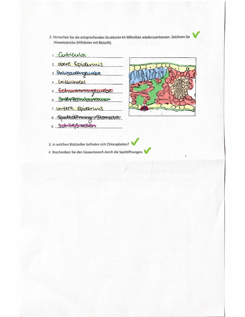 Samepflanze
Lpflanet sich
durch Samen
Fort
Thema: Bau und Funktion von Samenpflanzen
(Wiederholung)
Aufbau einer Samenpflanze
Beschriften Si