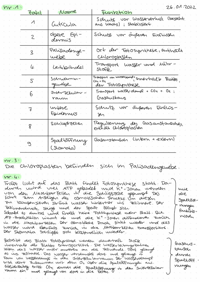 Samepflanze
Lpflanet sich
durch Samen
Fort
Thema: Bau und Funktion von Samenpflanzen
(Wiederholung)
Aufbau einer Samenpflanze
Beschriften Si