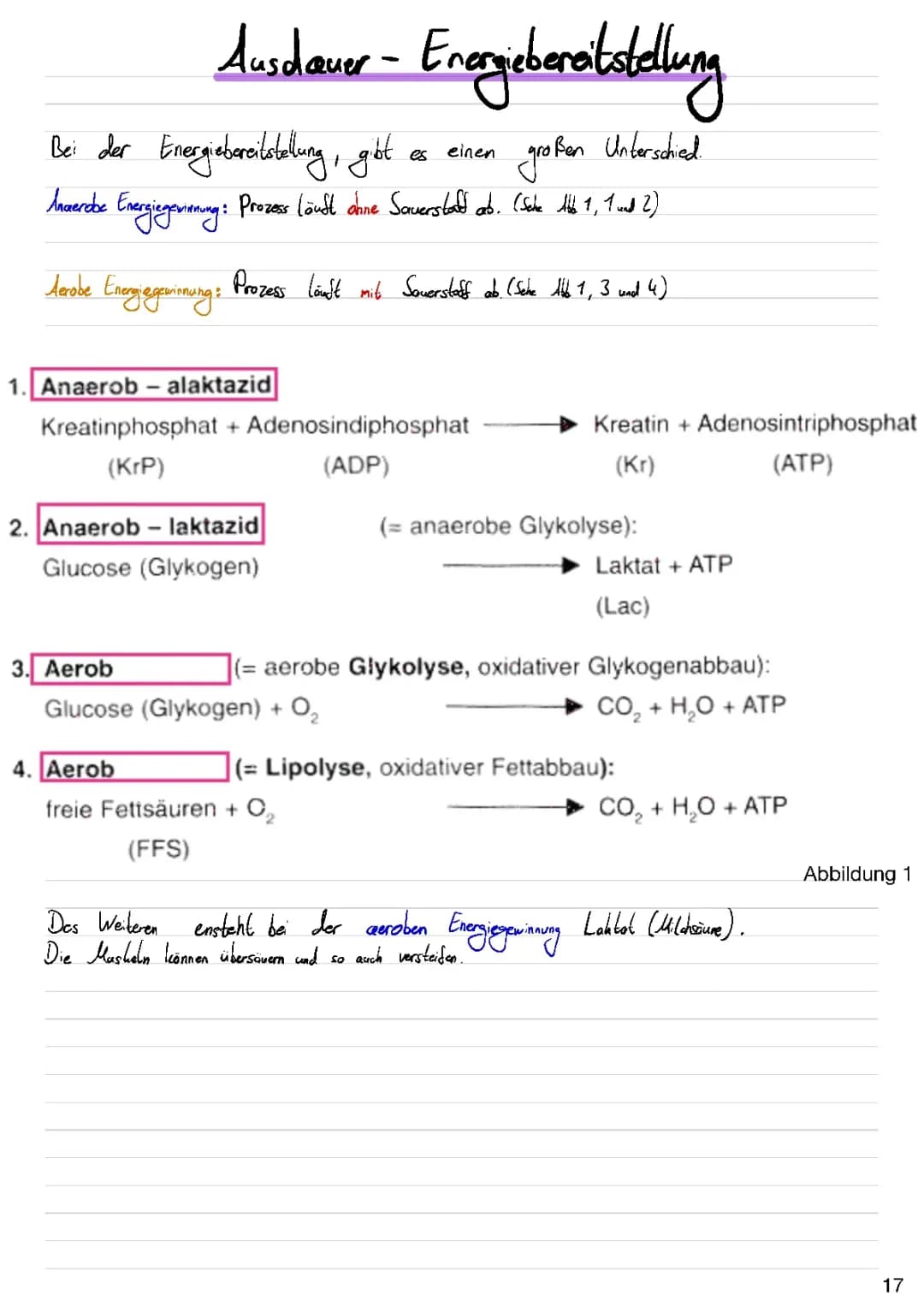 aerobe/anaerobe Energiebereitstellung 
