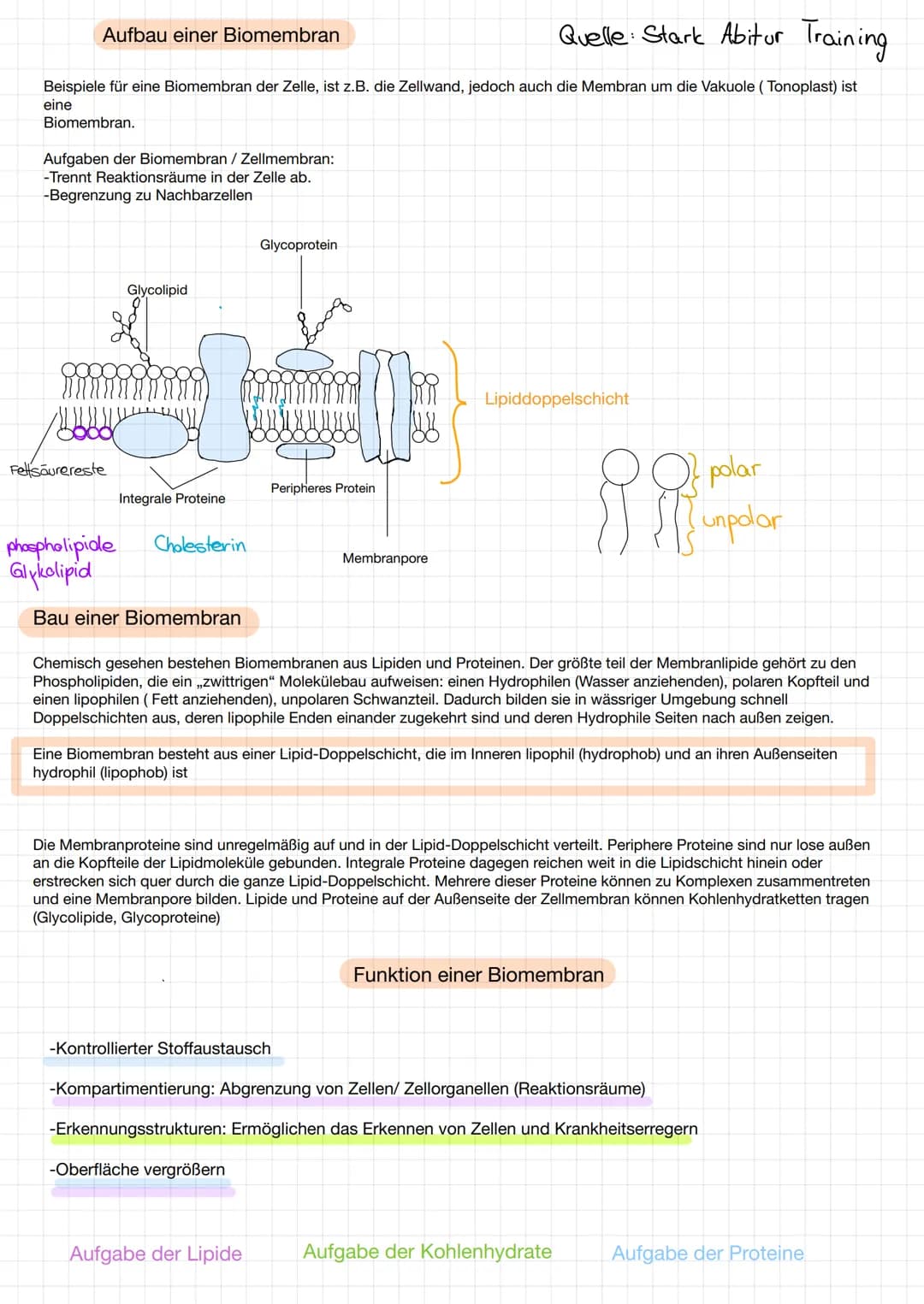 Quelle: Stark Abitur Training
Beispiele für eine Biomembran der Zelle, ist z.B. die Zellwand, jedoch auch die Membran um die Vakuole (Tonopl