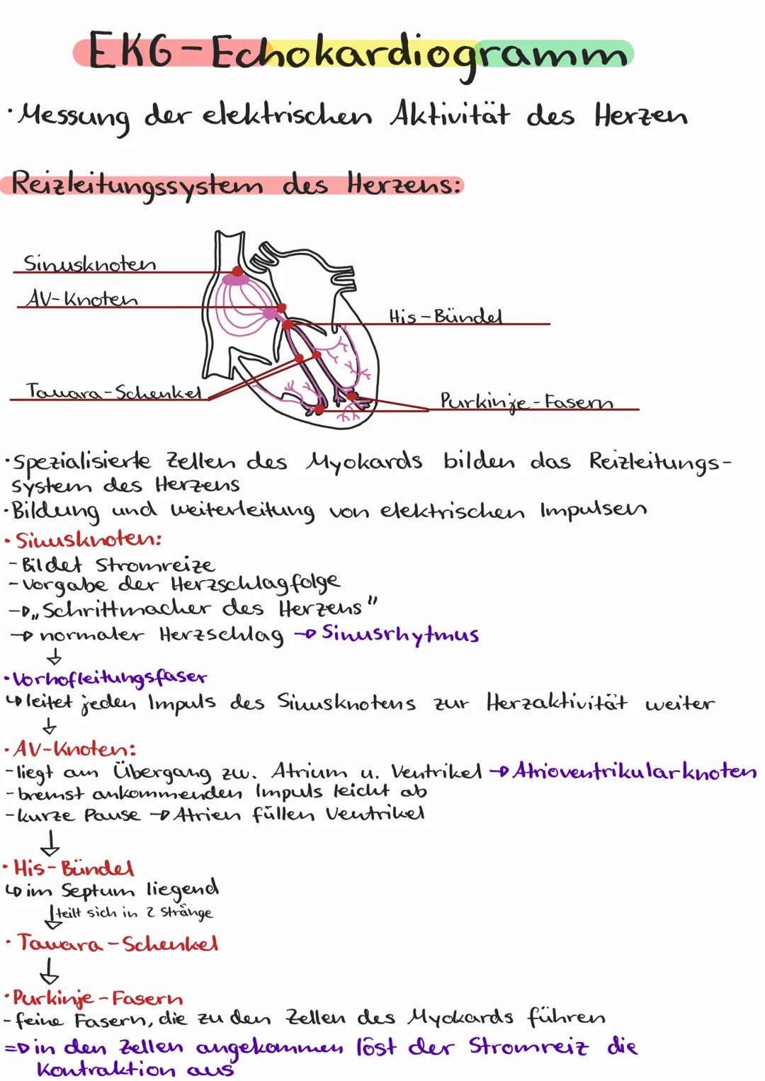 EKG-Echokardiogramm
•Messung der elektrischen Aktivität des Herzen
Reizleitungssystem des Herzens:
_Sinusknoten
AV-Knoten
Tawara-Schenkel.
H