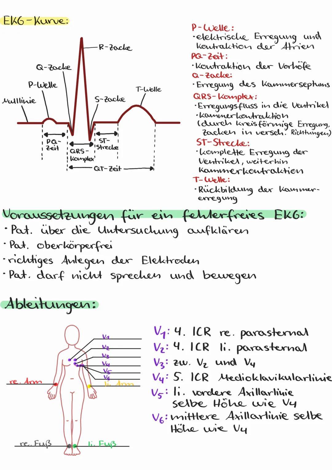 EKG-Echokardiogramm
•Messung der elektrischen Aktivität des Herzen
Reizleitungssystem des Herzens:
_Sinusknoten
AV-Knoten
Tawara-Schenkel.
H