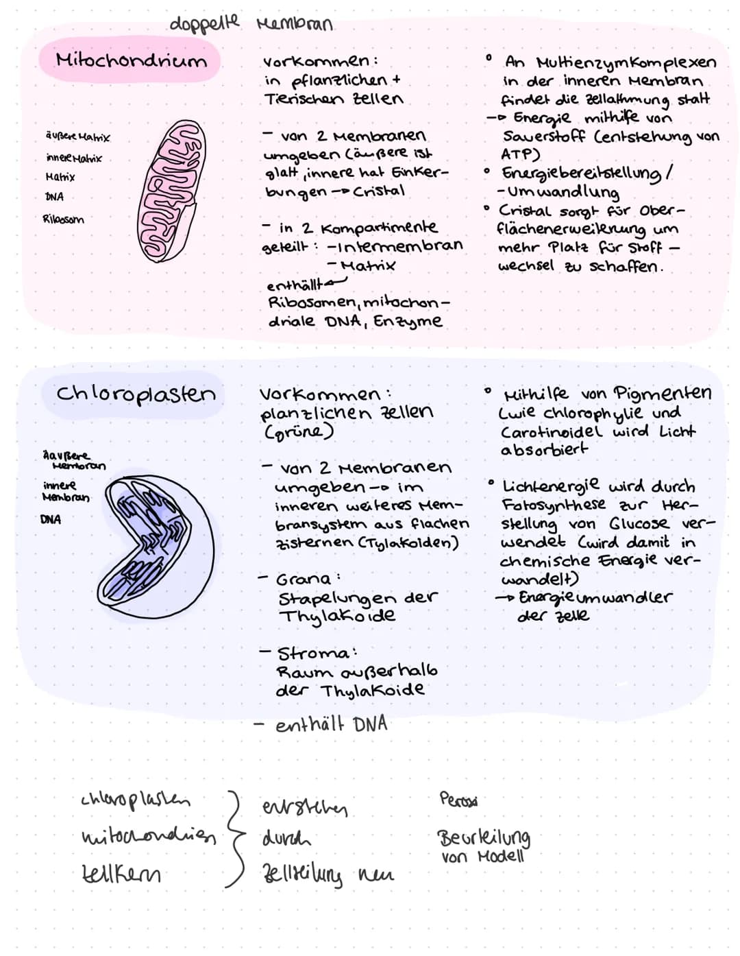 O
ZELLBIOLOGIF
Lo Cytologie.
und
-- Zellen stellen die elementare Bau
Funktionseinheit des organismus dar
Können nur mit
moderner Mik-
rosko