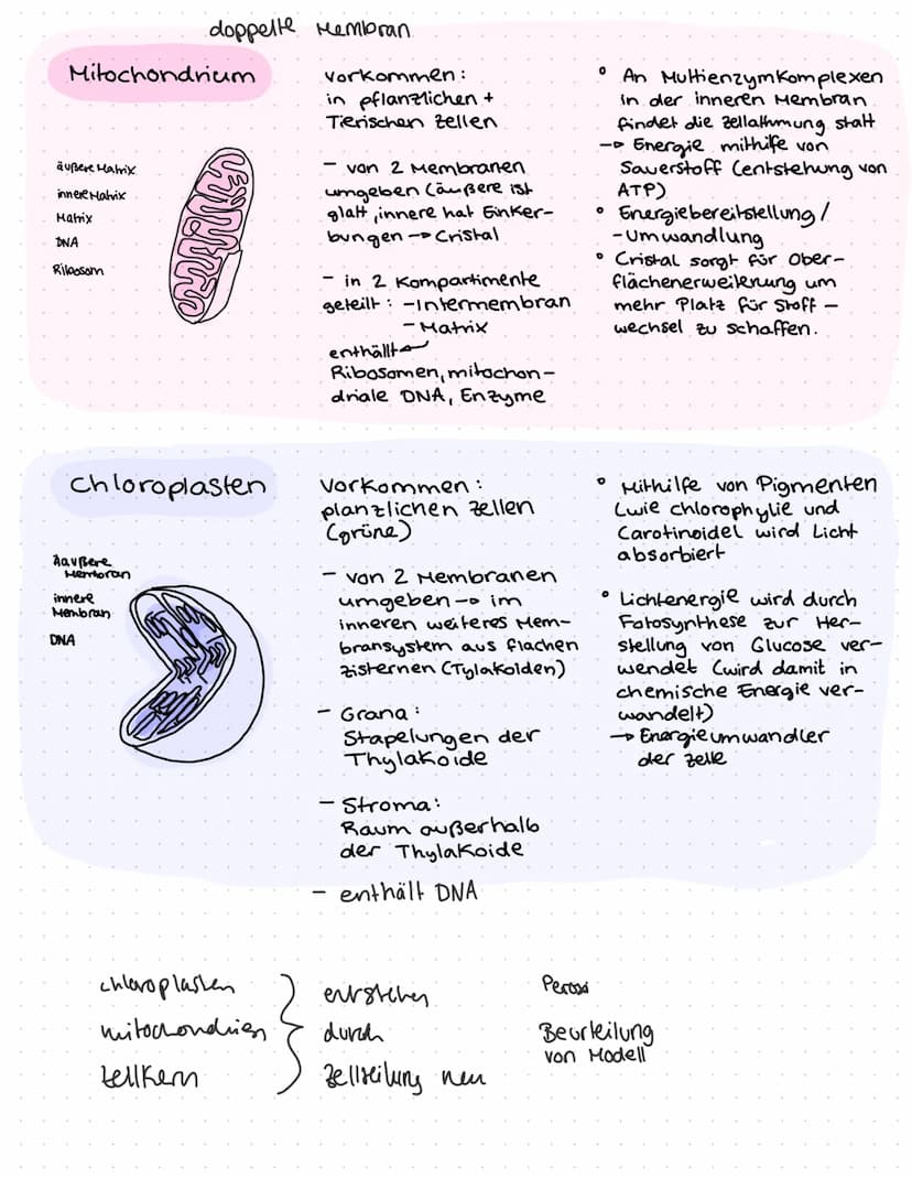 O
ZELLBIOLOGIF
Lo Cytologie.
und
-- Zellen stellen die elementare Bau
Funktionseinheit des organismus dar
Können nur mit
moderner Mik-
rosko