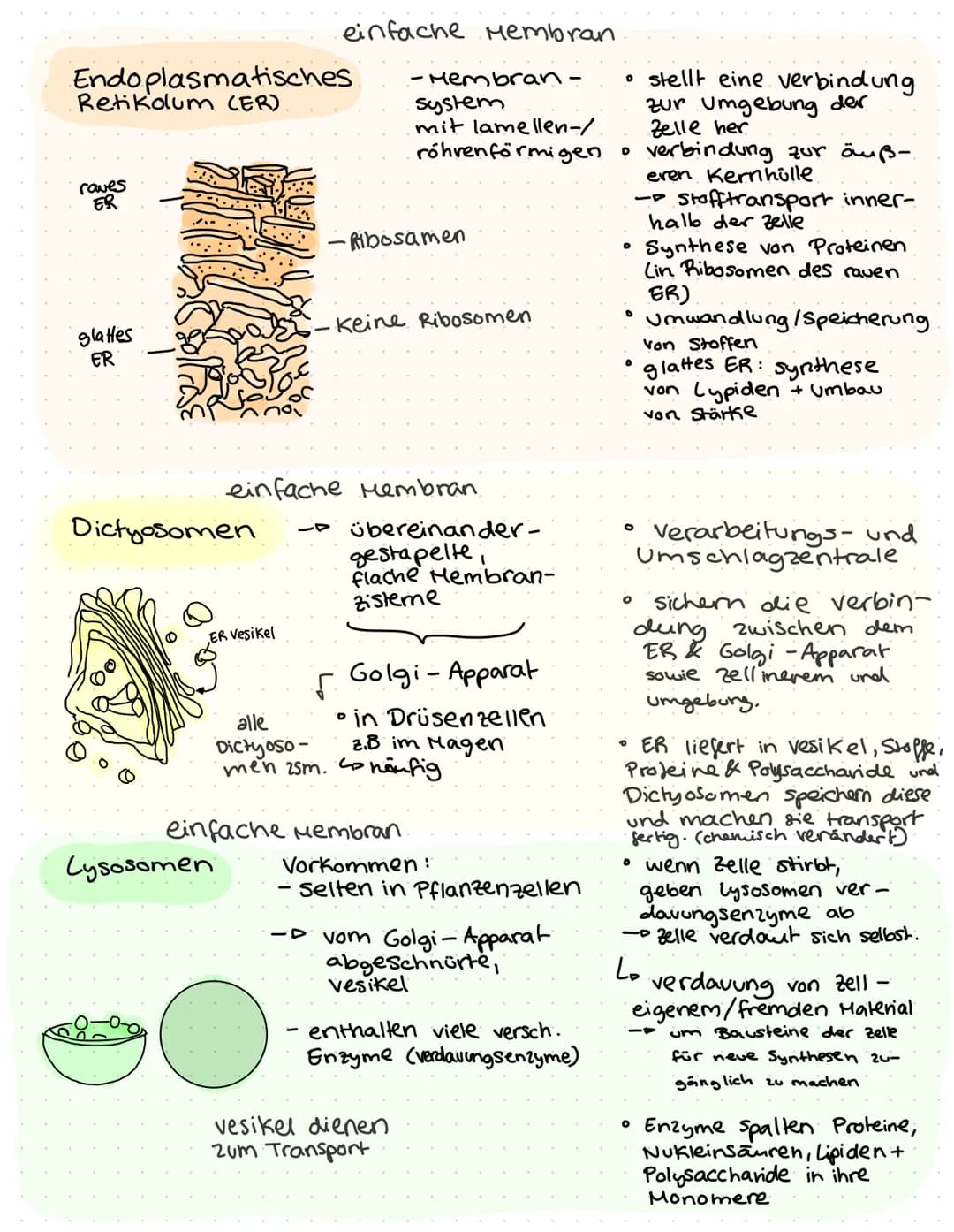 O
ZELLBIOLOGIF
Lo Cytologie.
und
-- Zellen stellen die elementare Bau
Funktionseinheit des organismus dar
Können nur mit
moderner Mik-
rosko