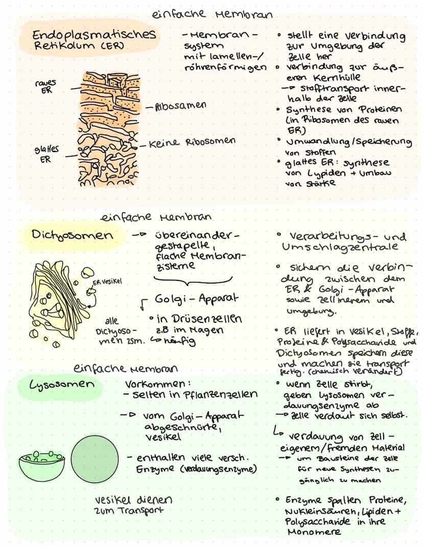 O
ZELLBIOLOGIF
Lo Cytologie.
und
-- Zellen stellen die elementare Bau
Funktionseinheit des organismus dar
Können nur mit
moderner Mik-
rosko