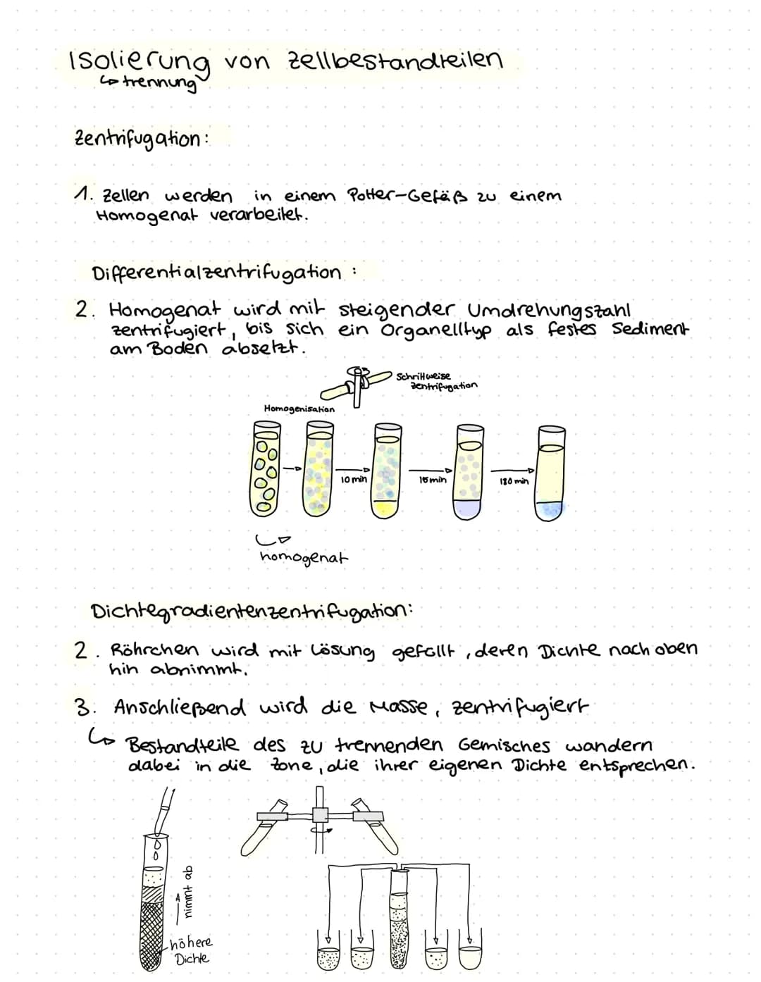 O
ZELLBIOLOGIF
Lo Cytologie.
und
-- Zellen stellen die elementare Bau
Funktionseinheit des organismus dar
Können nur mit
moderner Mik-
rosko