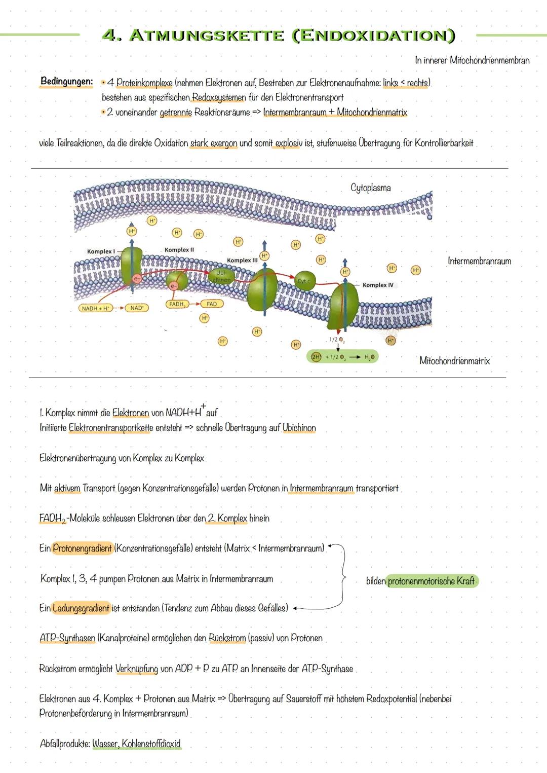 STOFF- UND ENERGIEUMWANDLUNG
In Zellen finden zahlreiche Stoffumwandlungen" statt - chemische Reaktionen
- mit Hilfe von Enzymen
- halten Le