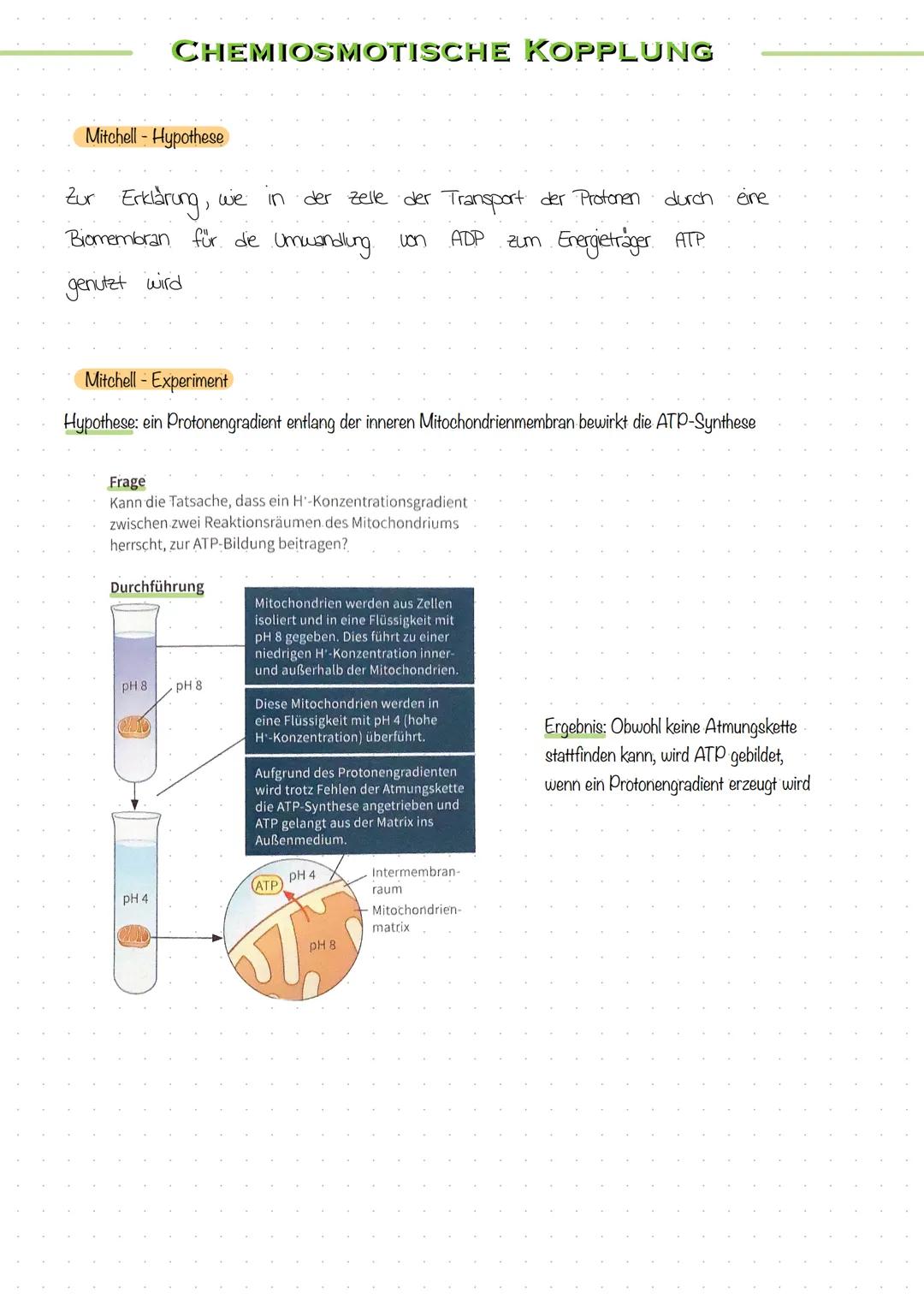 STOFF- UND ENERGIEUMWANDLUNG
In Zellen finden zahlreiche Stoffumwandlungen" statt - chemische Reaktionen
- mit Hilfe von Enzymen
- halten Le