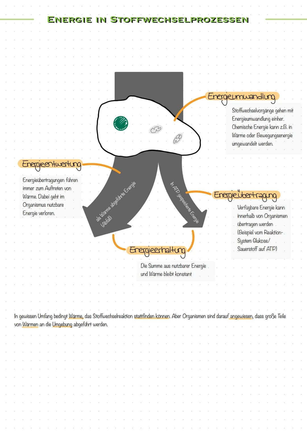 STOFF- UND ENERGIEUMWANDLUNG
In Zellen finden zahlreiche Stoffumwandlungen" statt - chemische Reaktionen
- mit Hilfe von Enzymen
- halten Le