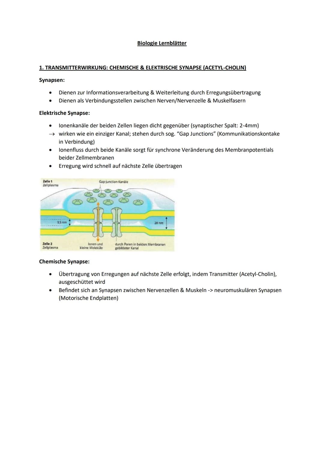 1. TRANSMITTERWIRKUNG: CHEMISCHE & ELEKTRISCHE SYNAPSE (ACETYL-CHOLIN)
Synapsen:
Dienen zur Informationsverarbeitung & Weiterleitung durch E