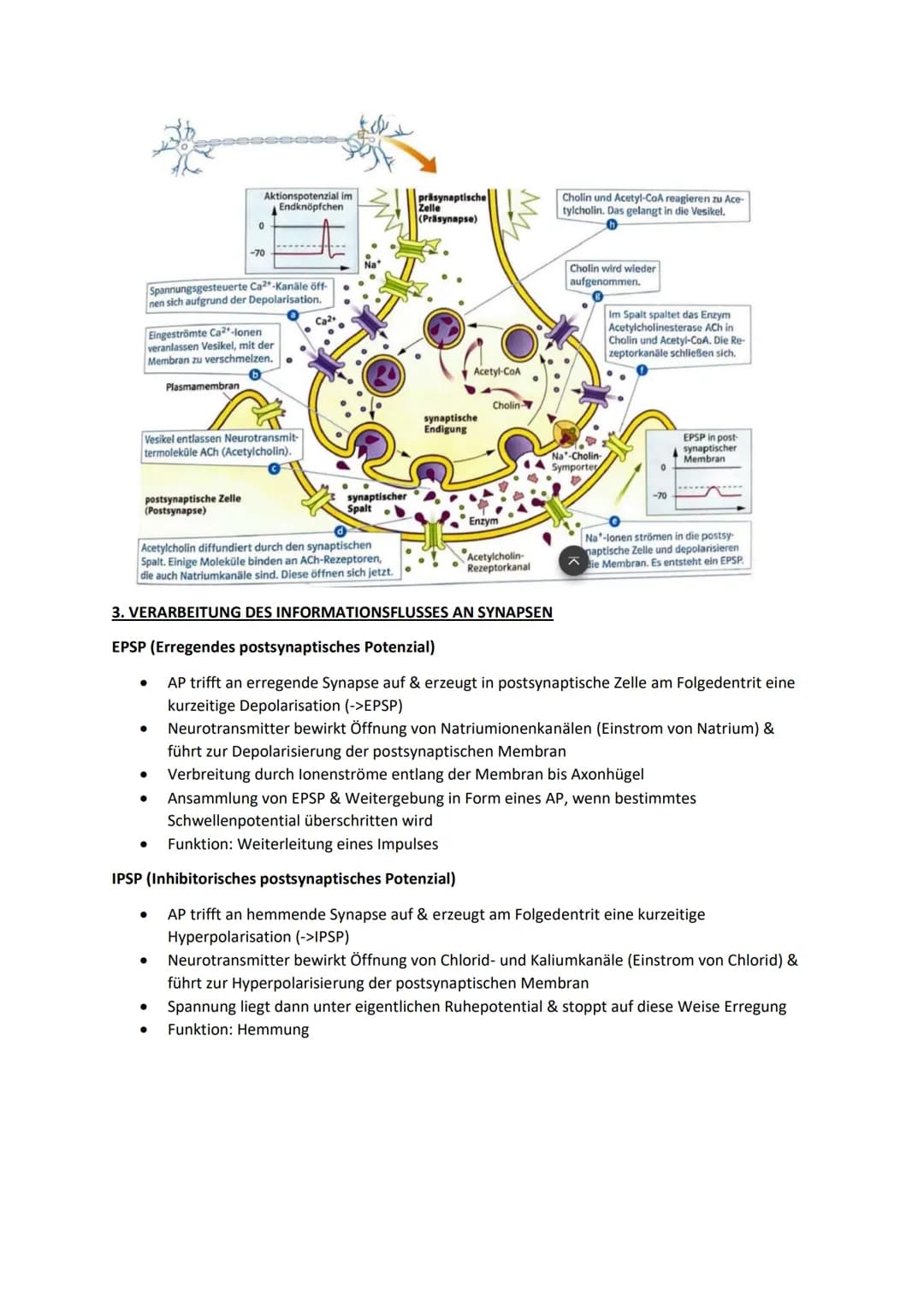 1. TRANSMITTERWIRKUNG: CHEMISCHE & ELEKTRISCHE SYNAPSE (ACETYL-CHOLIN)
Synapsen:
Dienen zur Informationsverarbeitung & Weiterleitung durch E