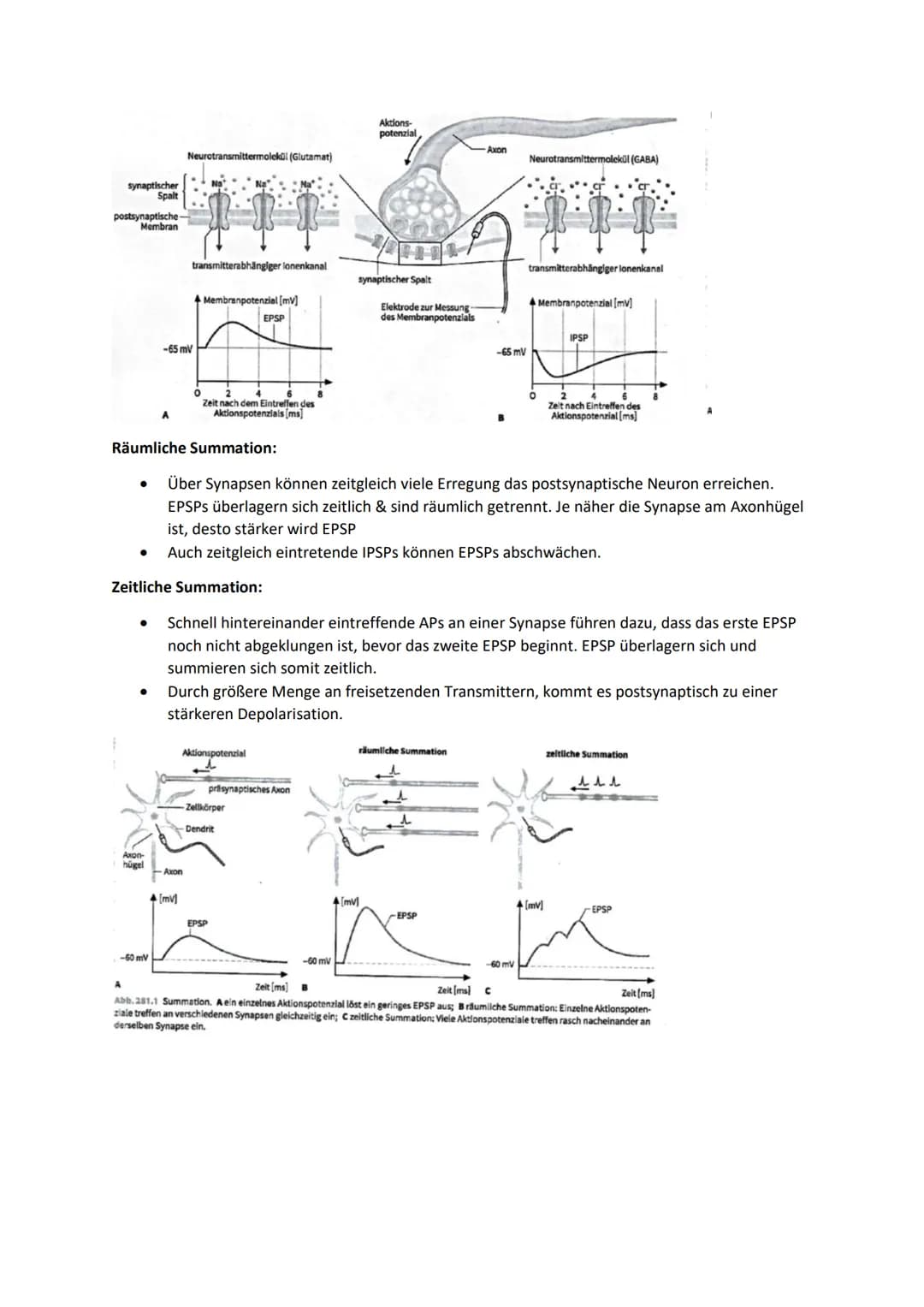 1. TRANSMITTERWIRKUNG: CHEMISCHE & ELEKTRISCHE SYNAPSE (ACETYL-CHOLIN)
Synapsen:
Dienen zur Informationsverarbeitung & Weiterleitung durch E
