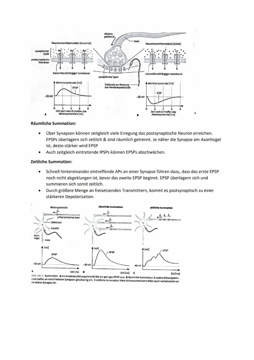 1. TRANSMITTERWIRKUNG: CHEMISCHE & ELEKTRISCHE SYNAPSE (ACETYL-CHOLIN)
Synapsen:
Dienen zur Informationsverarbeitung & Weiterleitung durch E