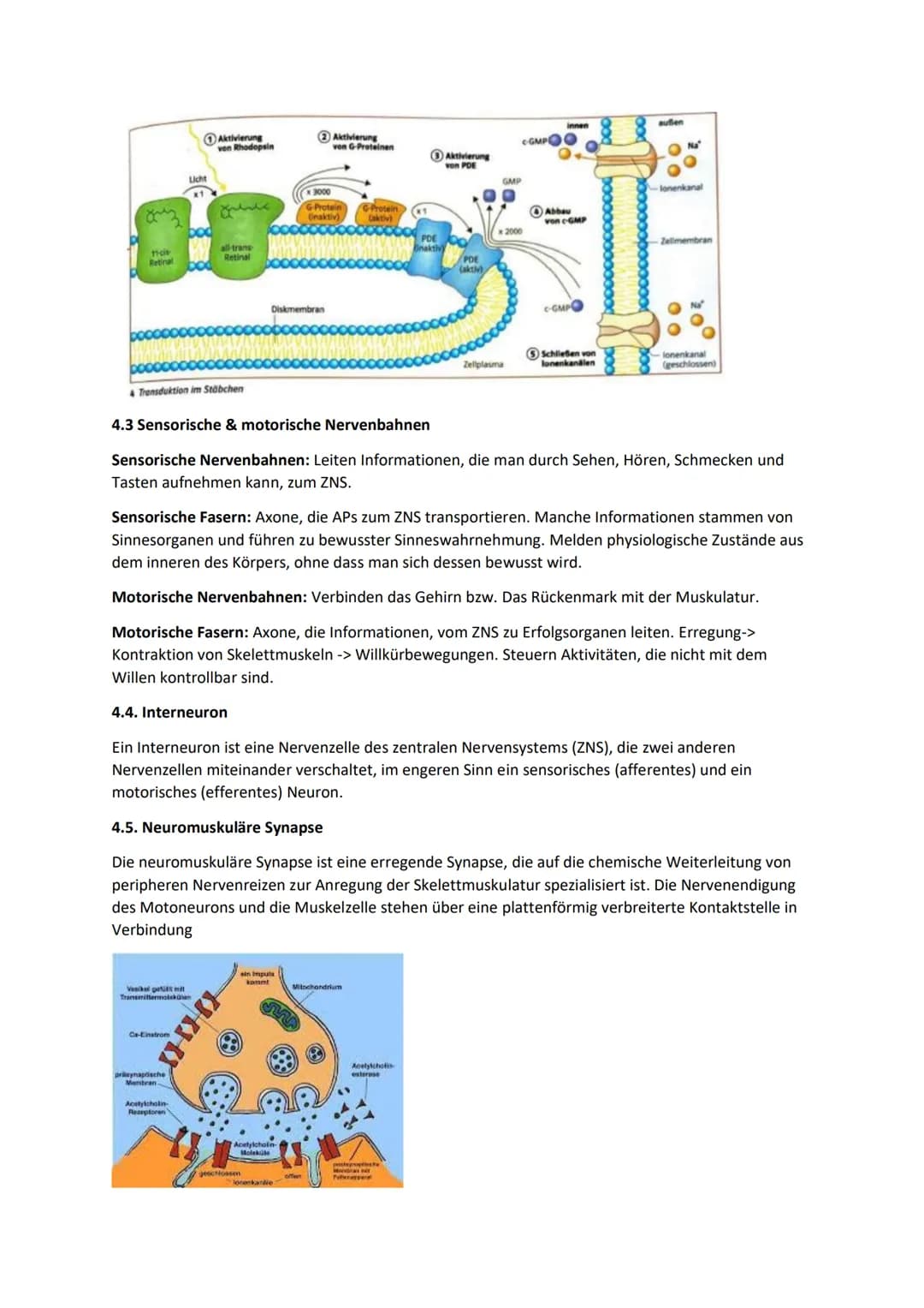 1. TRANSMITTERWIRKUNG: CHEMISCHE & ELEKTRISCHE SYNAPSE (ACETYL-CHOLIN)
Synapsen:
Dienen zur Informationsverarbeitung & Weiterleitung durch E