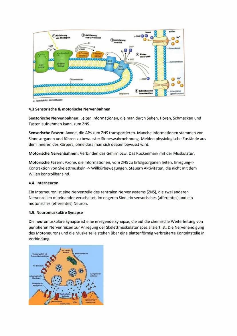 1. TRANSMITTERWIRKUNG: CHEMISCHE & ELEKTRISCHE SYNAPSE (ACETYL-CHOLIN)
Synapsen:
Dienen zur Informationsverarbeitung & Weiterleitung durch E