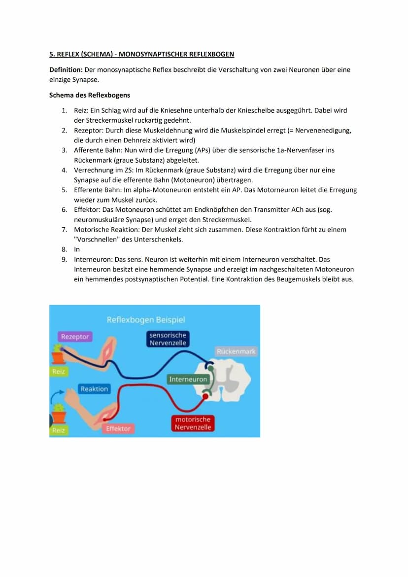 1. TRANSMITTERWIRKUNG: CHEMISCHE & ELEKTRISCHE SYNAPSE (ACETYL-CHOLIN)
Synapsen:
Dienen zur Informationsverarbeitung & Weiterleitung durch E